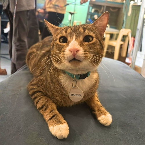 Marcel, Adult Domestic Short Hair, cat for adoption in Clifton, New Jersey