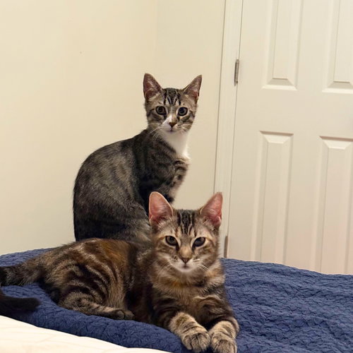 picture of the cat needing adoption