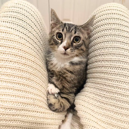 Kerfluffle, an adoptable Domestic Short Hair in Brooklyn, NY