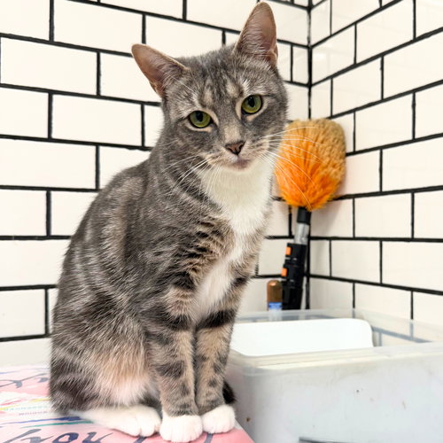 Margherita, Adult Domestic Short Hair, cat for adoption in Clifton, New Jersey