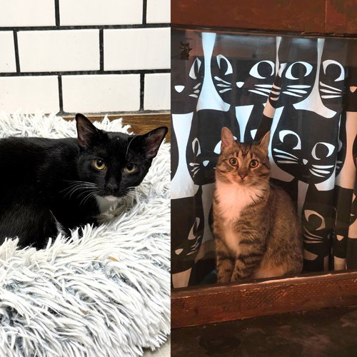 Vel & Vita, Young Domestic Short Hair, cat for adoption in Clifton, New Jersey