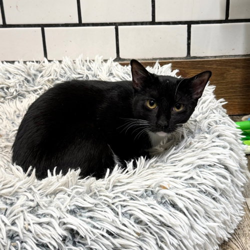 Vel, a cat for adoption from Brooklyn Bridge Animal Welfare Coalition, Inc.