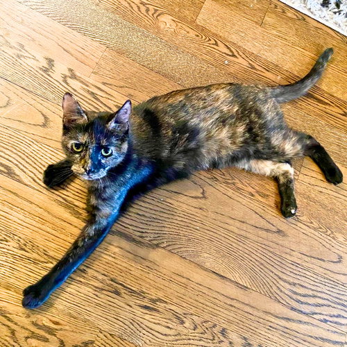 Hannah, Adult Domestic Short Hair, cat for adoption in Clifton, New Jersey