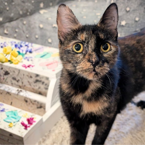 Hannah, an adoptable Domestic Short Hair in Brooklyn, NY