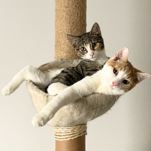 animal-image