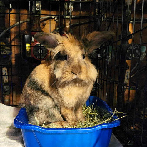 Harley, a rabbit for adoption from Brooklyn Bridge Animal Welfare Coalition, Inc.
