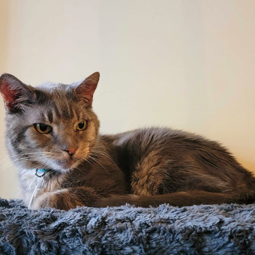 Frank the Rabbit, Adult Domestic Short Hair, cat for adoption in Clifton, New Jersey