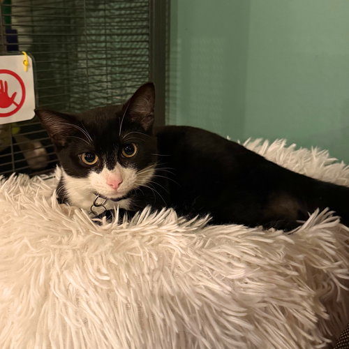 Binomial, Young Domestic Short Hair, cat for adoption in Clifton, New Jersey