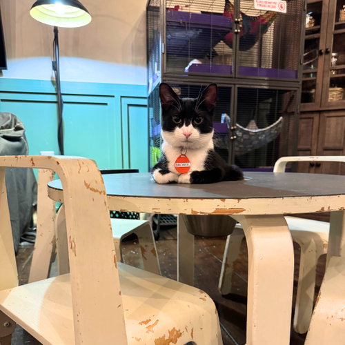 Binomial, a cat for adoption from Brooklyn Bridge Animal Welfare Coalition, Inc.