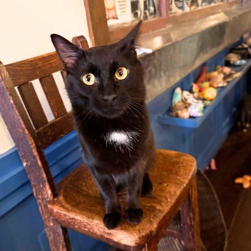 Herschel, Adult Domestic Short Hair, cat for adoption in Clifton, New Jersey