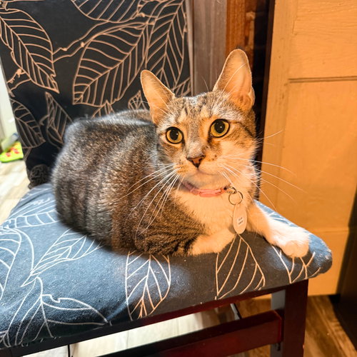 Delcie, Adult Domestic Short Hair, cat for adoption in Clifton, New Jersey
