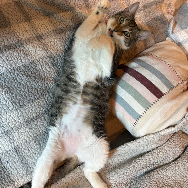 Delcie