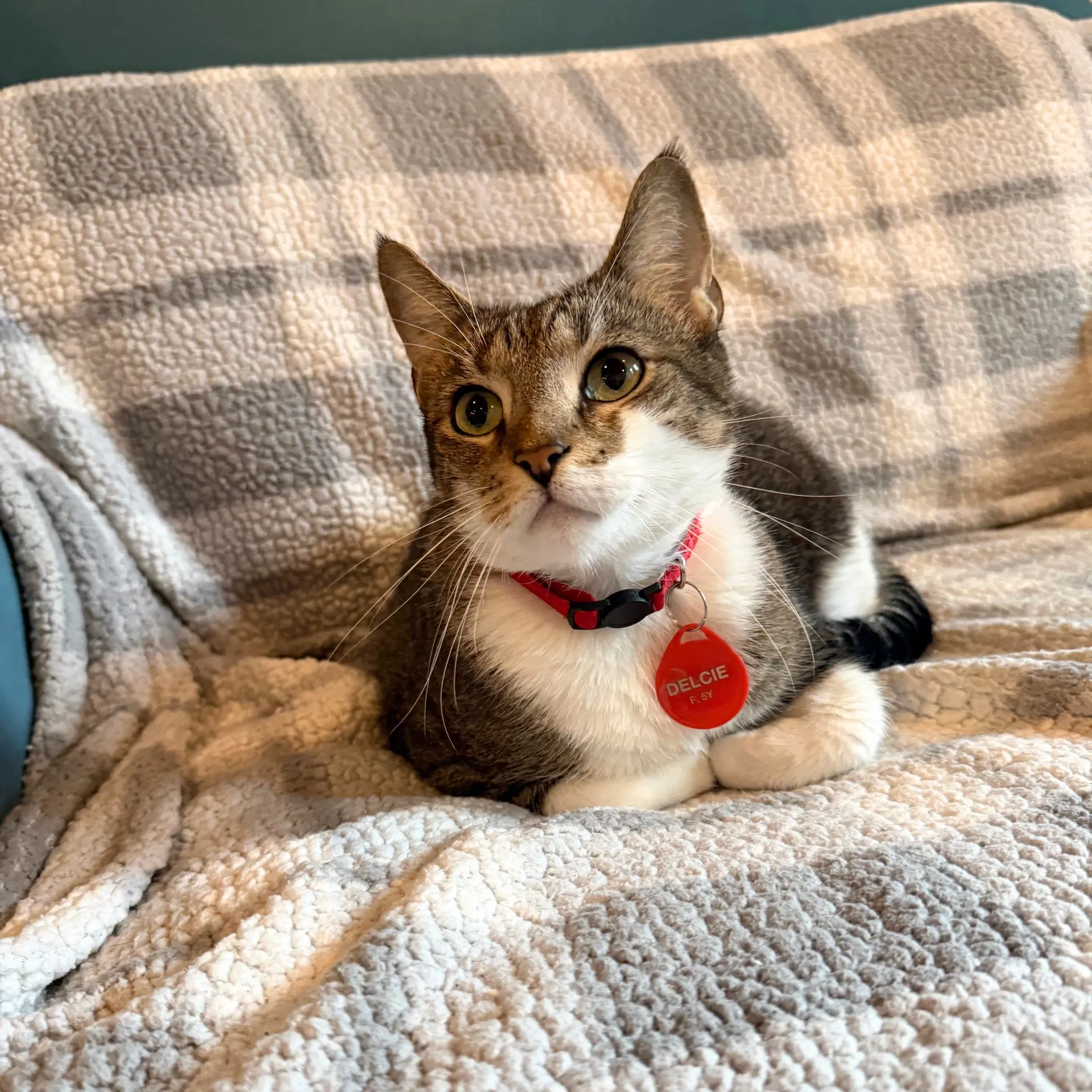 Delcie - Domestic Short Hair