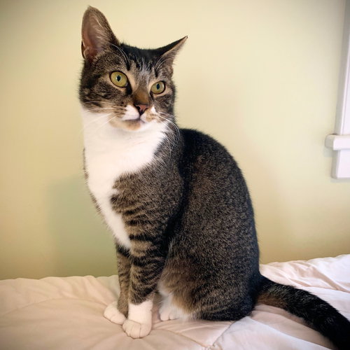 Mommy Nora, Adult Domestic Short Hair, cat for adoption in Clifton, New Jersey