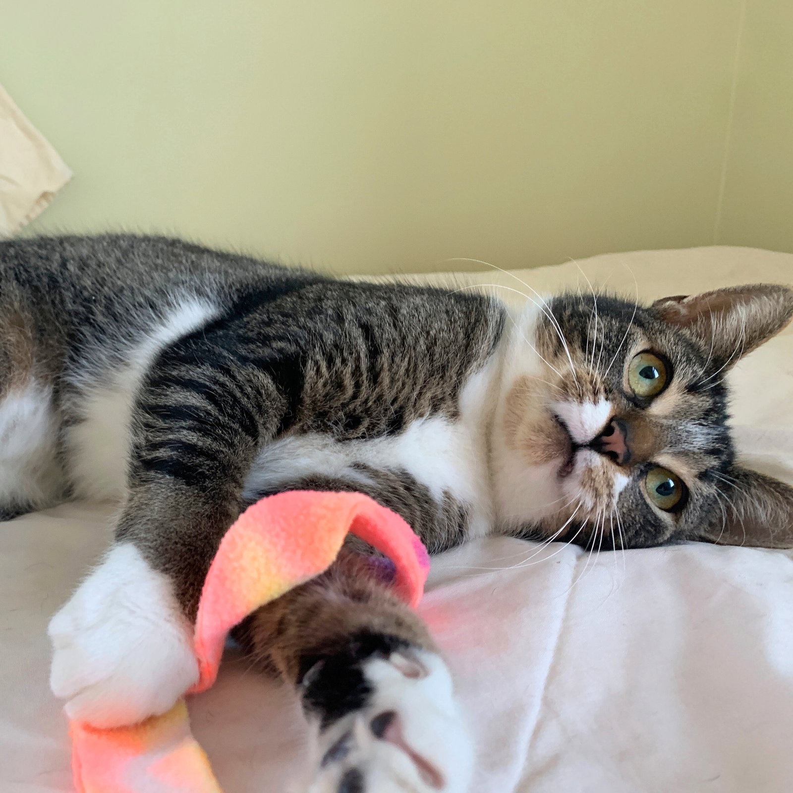 Mommy Nora - Brooklyn Cat Cafe