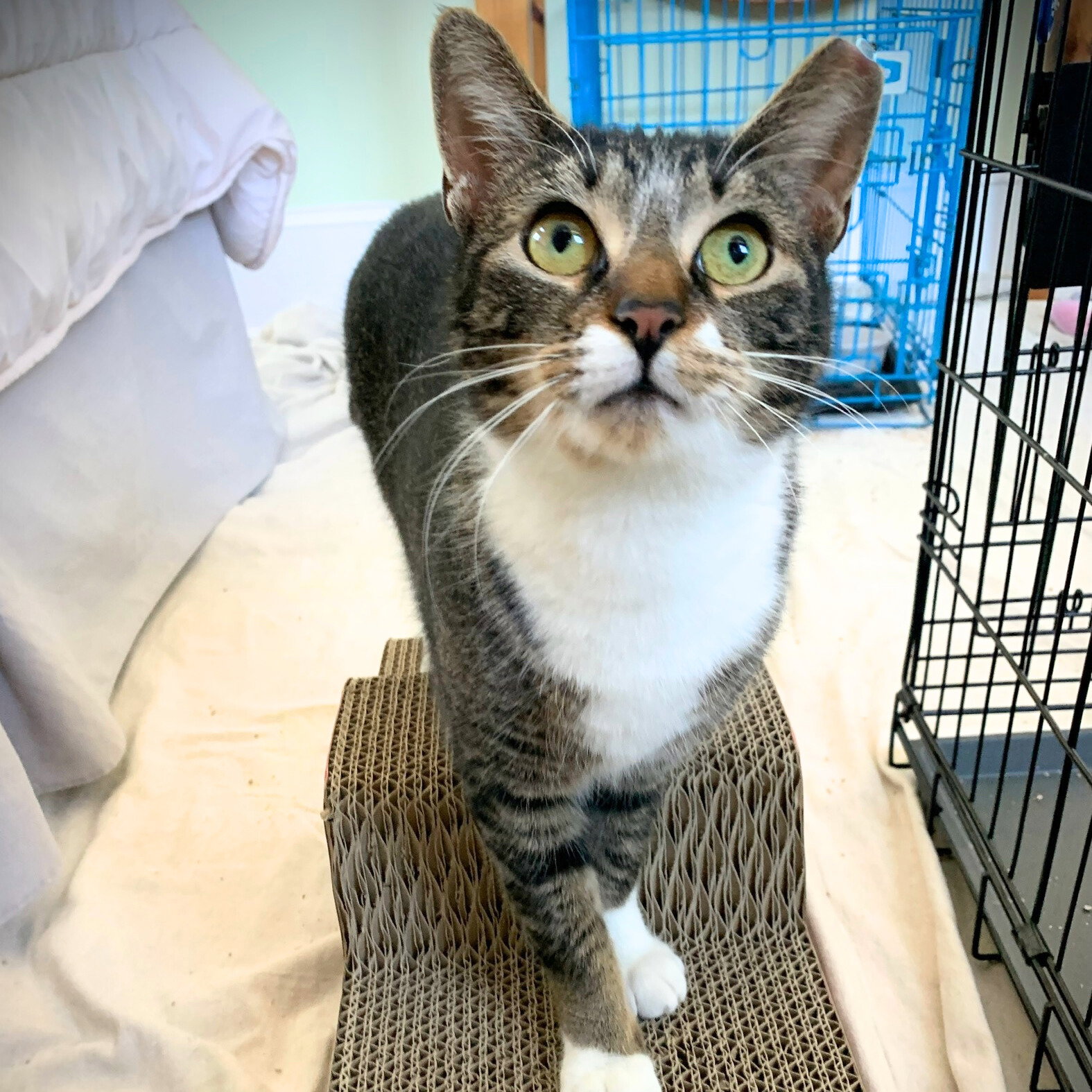 Mommy Nora - Brooklyn Cat Cafe