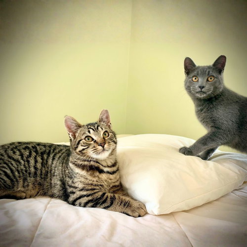 Lottie & Blue, Young Domestic Short Hair, cat for adoption in Clifton, New Jersey