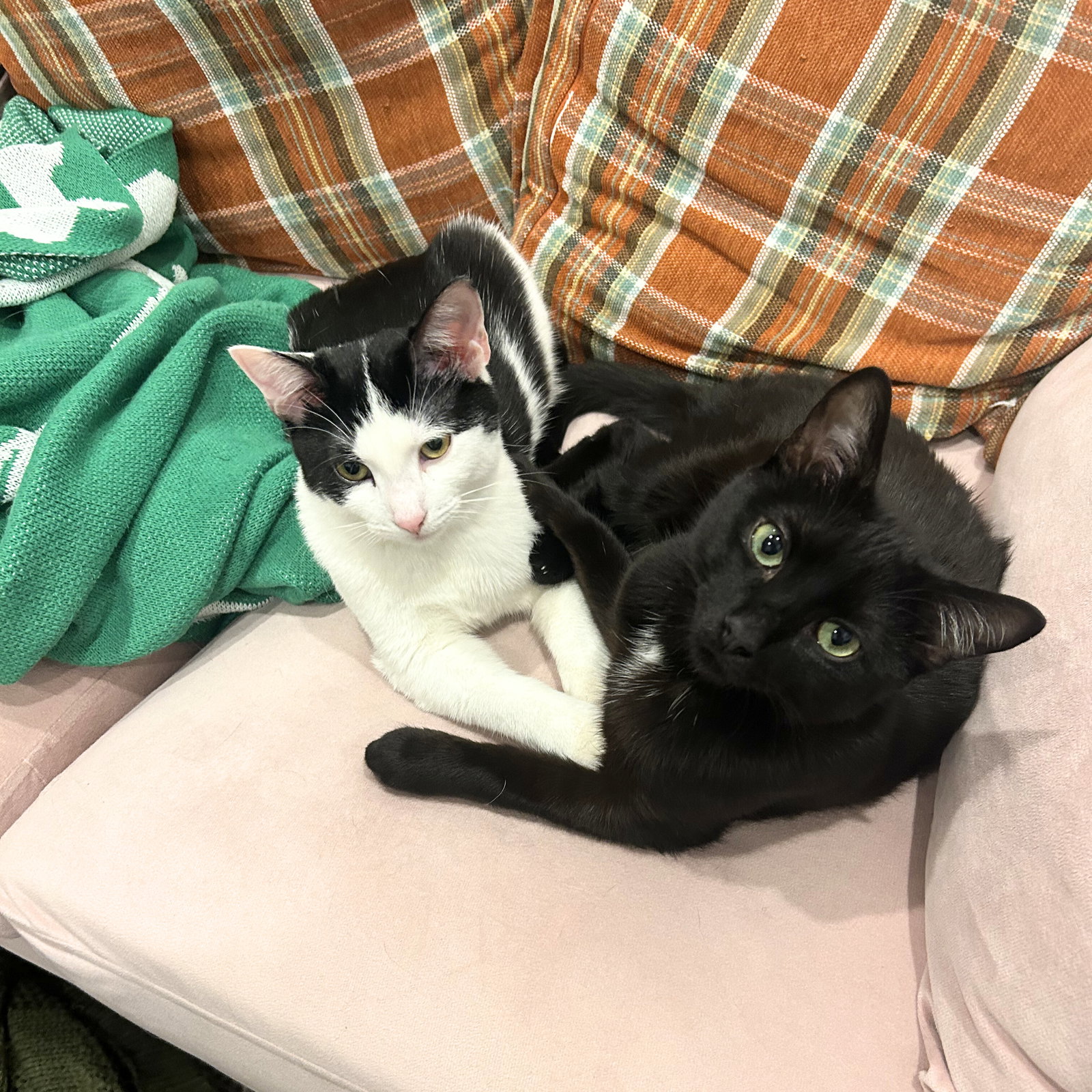 Snickers & Victor Image