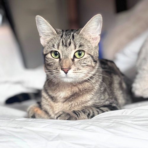 Merle, Young Domestic Short Hair, cat for adoption in Clifton, New Jersey