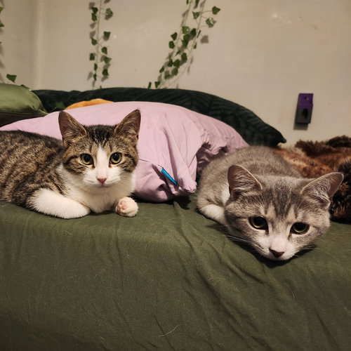 Snowy River & River Dance, Young Domestic Short Hair, cat for adoption in Clifton, New Jersey