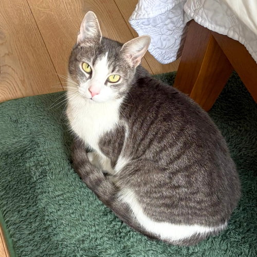 Interloper, an adoptable Domestic Short Hair in Brooklyn, NY