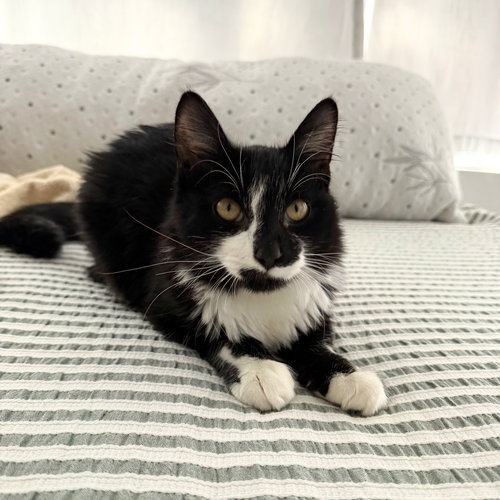 Valentine, an adoptable Domestic Medium Hair in Brooklyn, NY