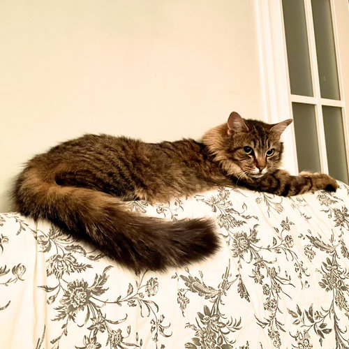 Wanda, an adoptable Domestic Long Hair in Brooklyn, NY