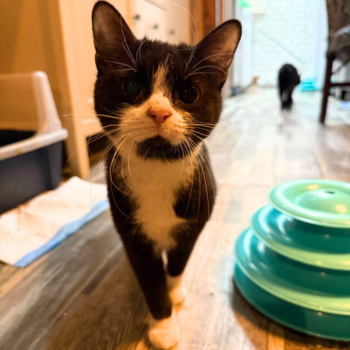 Salade Niçoise, Young Domestic Short Hair, cat for adoption in Clifton, New Jersey