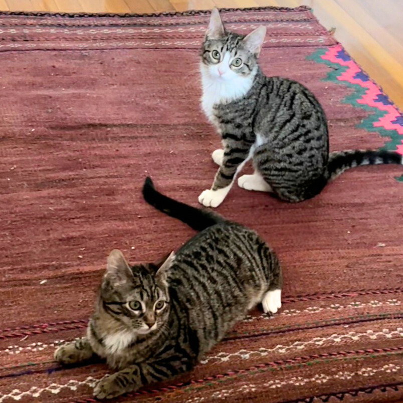 Patricia & Roseanna Arcat Image