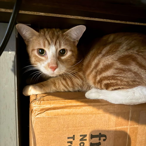 Rolloff, an adoptable Domestic Short Hair in Brooklyn, NY