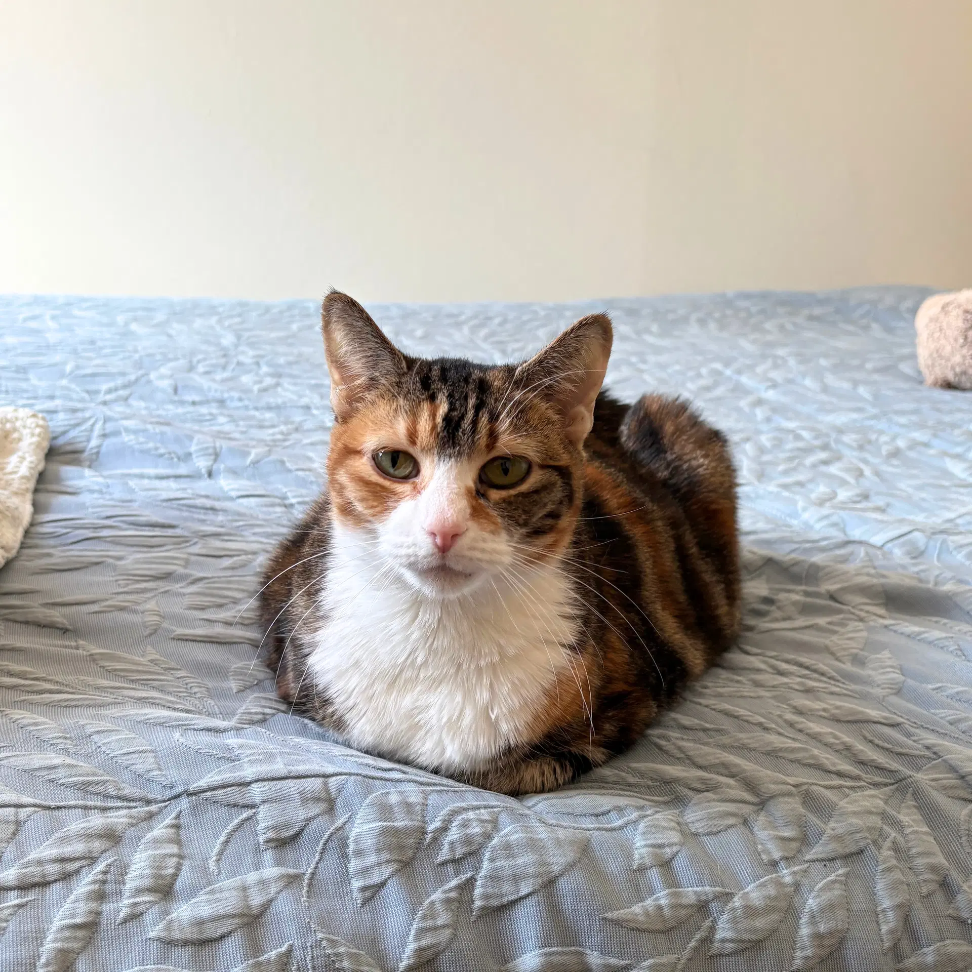 Setty Lee - Domestic Short Hair