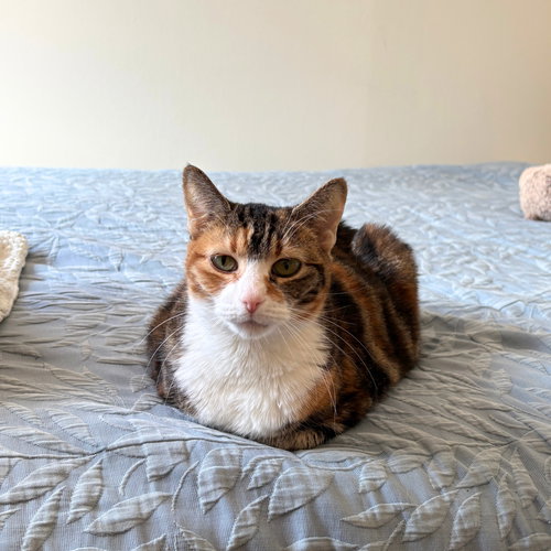 Setty Lee, Adult Domestic Short Hair, cat for adoption in Clifton, New Jersey