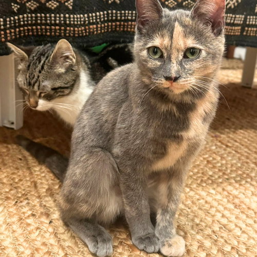 Partridge & Frenchie, an adoptable Domestic Short Hair in Brooklyn, NY