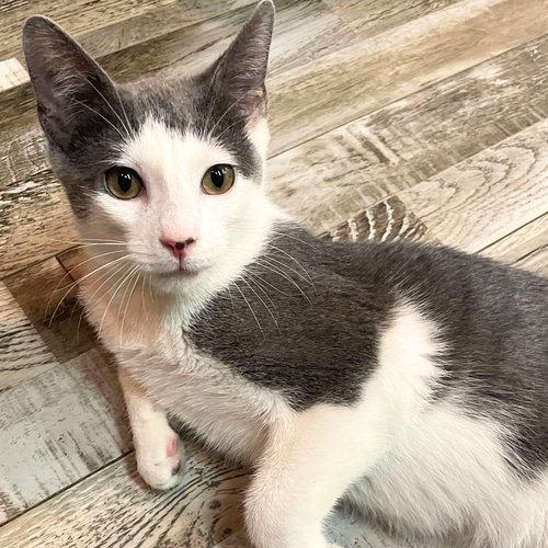Bradley Cooper, Baby Domestic Short Hair, cat for adoption in Clifton, New Jersey