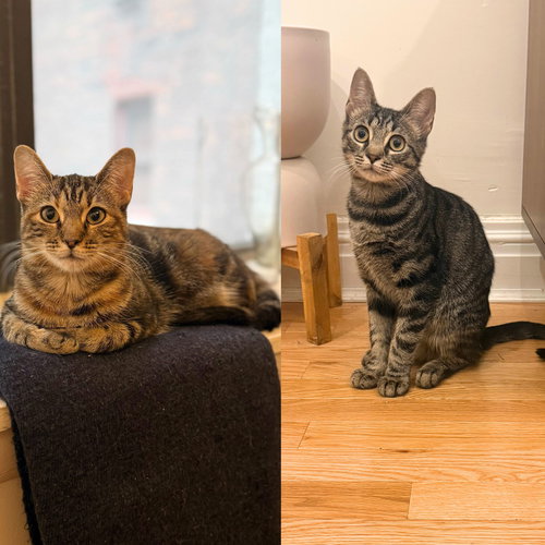 Hooplah & Ruckus, Baby Domestic Short Hair, cat for adoption in Clifton, New Jersey