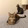 A pair called Hooplah & Ruckus - Photo 8