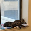 A pair called Hooplah & Ruckus - Photo 10