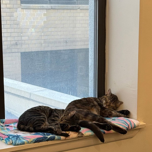 A pair called Hooplah & Ruckus
