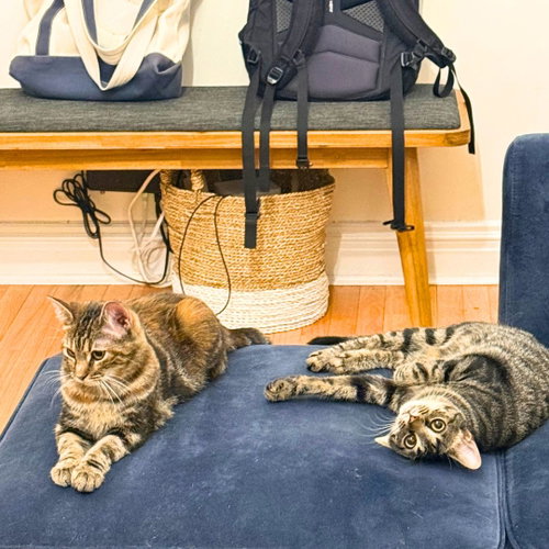 A pair called Hooplah & Ruckus, Baby Domestic Short Hair, cat for adoption in Jersey City, New Jersey