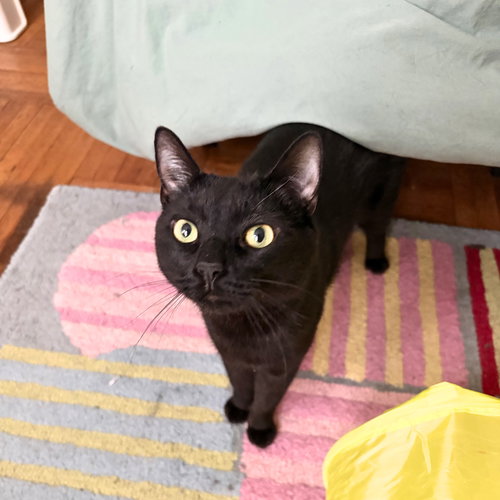 Cobb, an adoptable Domestic Short Hair in Brooklyn, NY