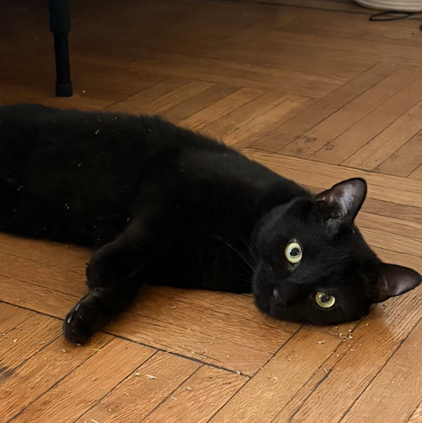 Cobar Cat Cobb - Brooklyn Cat Cafe