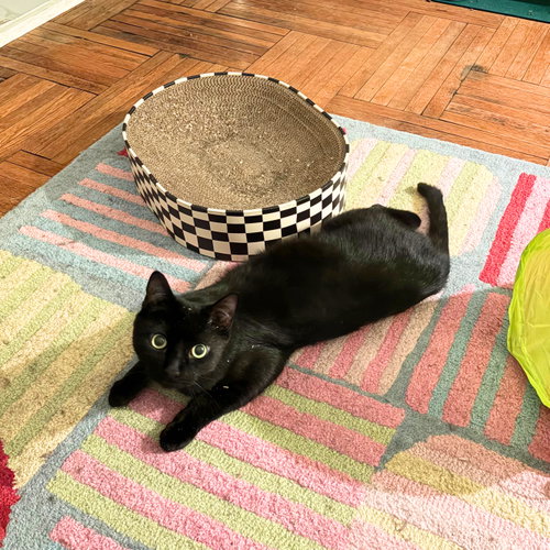 Cobb, Adult Domestic Short Hair, cat for adoption in New Rochelle, New York