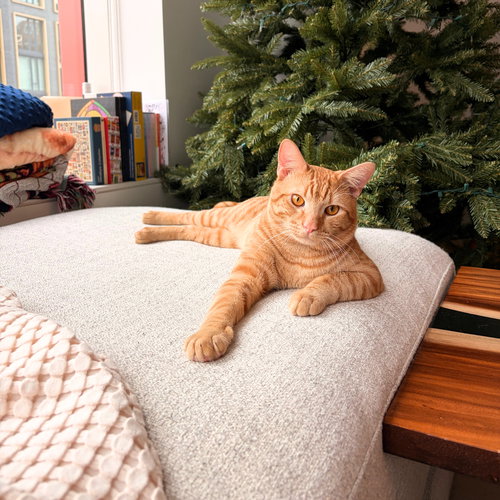 Taylor, Adult Domestic Short Hair, cat for adoption in Clifton, New Jersey