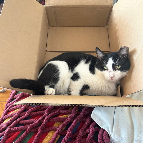 Hendrix, an adoptable Domestic Short Hair in Brooklyn, NY