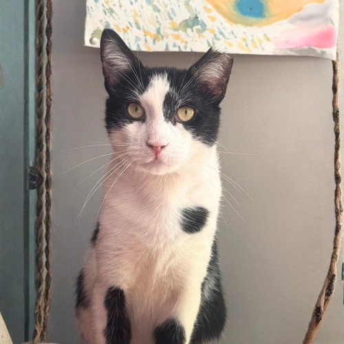 Hendrix, a cat for adoption from Brooklyn Bridge Animal Welfare Coalition, Inc.