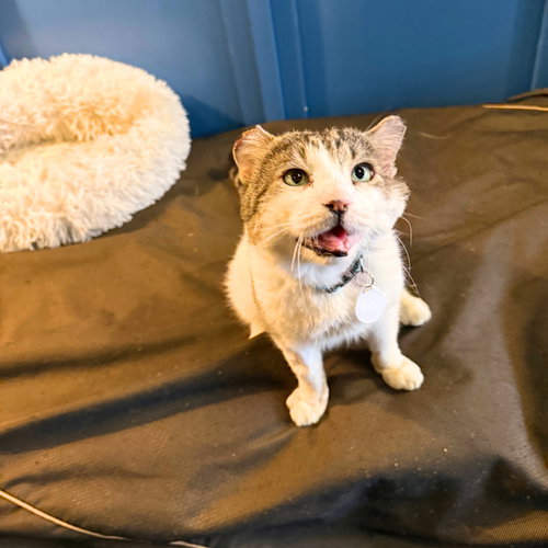Mad Mott, Adult Domestic Short Hair, cat for adoption in Clifton, New Jersey