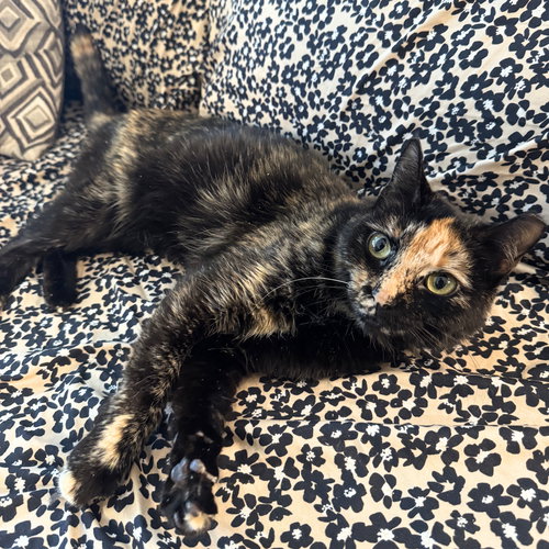 Rosa, an adoptable Domestic Short Hair in Brooklyn, NY
