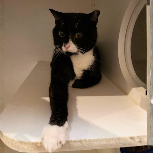 Deno, an adoptable Domestic Short Hair in Brooklyn, NY