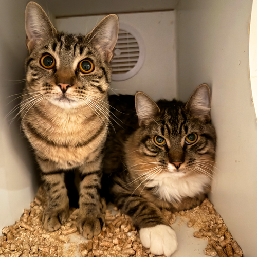 Chaos & Sheba, Young Domestic Medium Hair, cat for adoption in Clifton, New Jersey