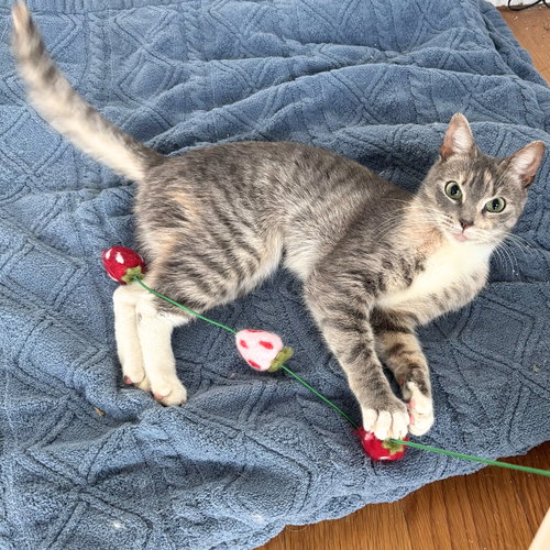 Sara, Young Domestic Short Hair, cat for adoption in Clifton, New Jersey